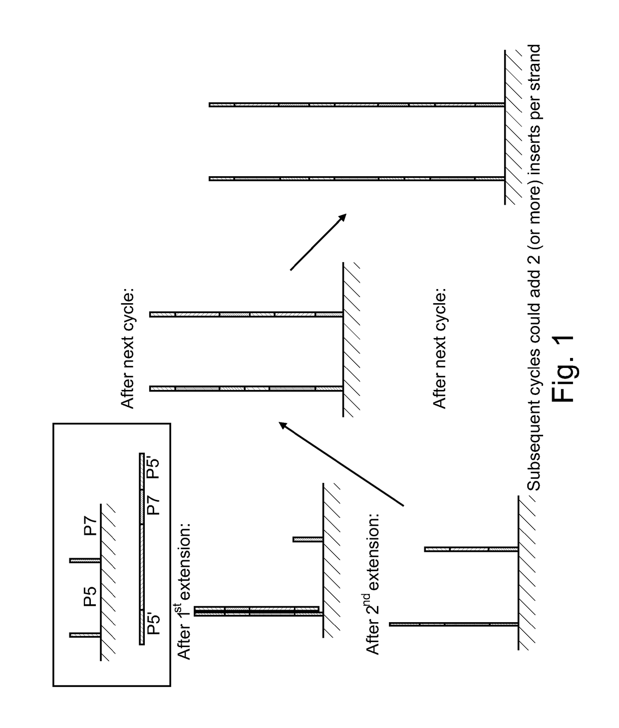 Surface concatemerization of templates