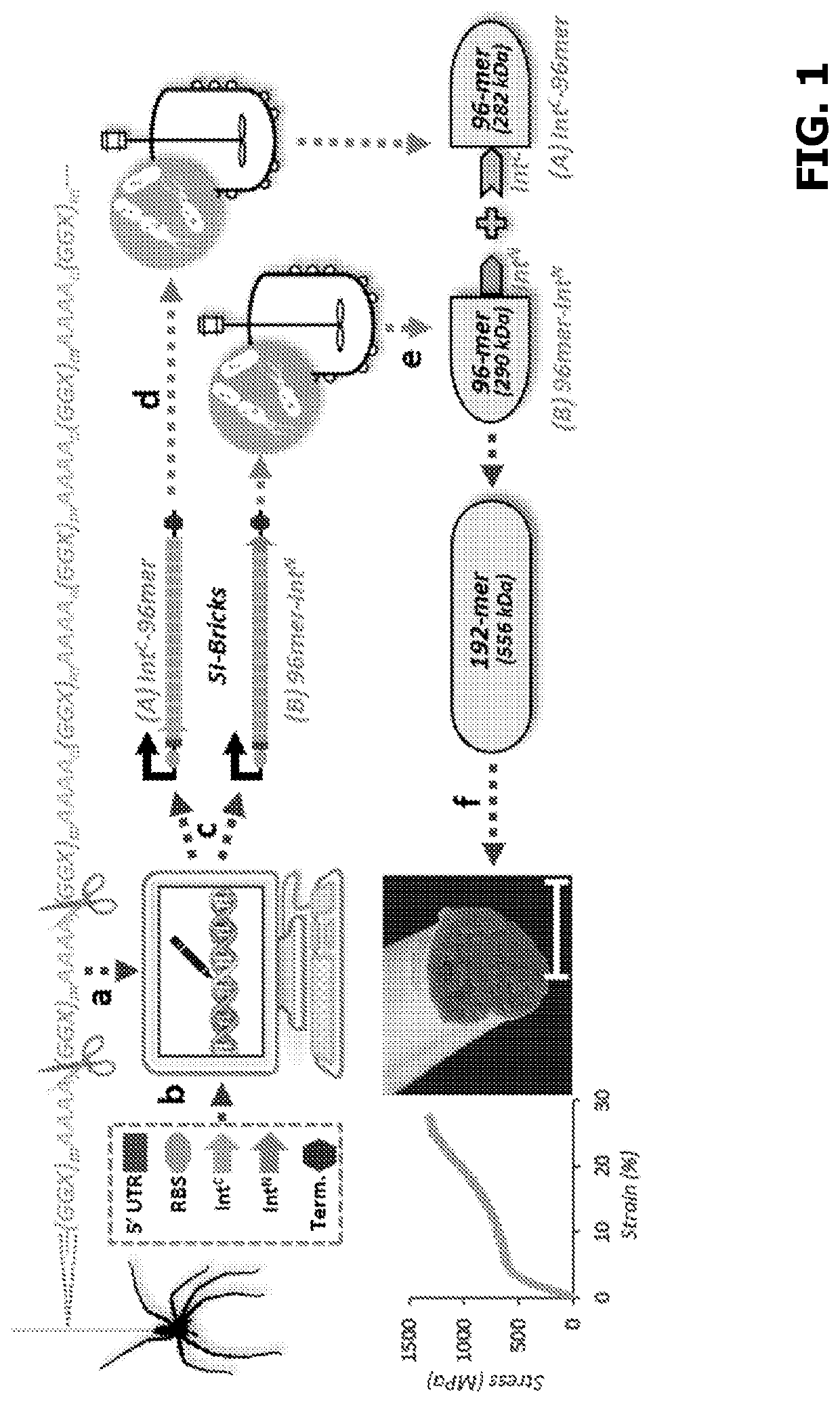 Split intein mediated protein polymerization for microbial production of materials