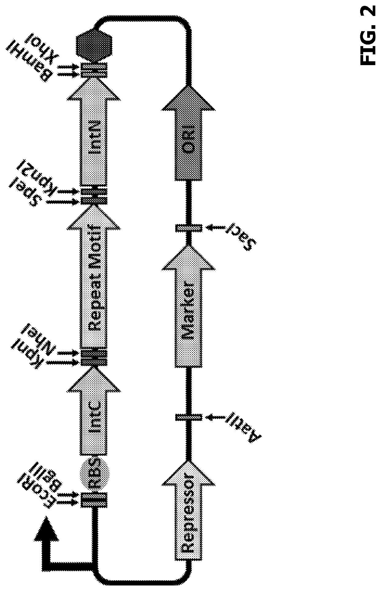 Split intein mediated protein polymerization for microbial production of materials