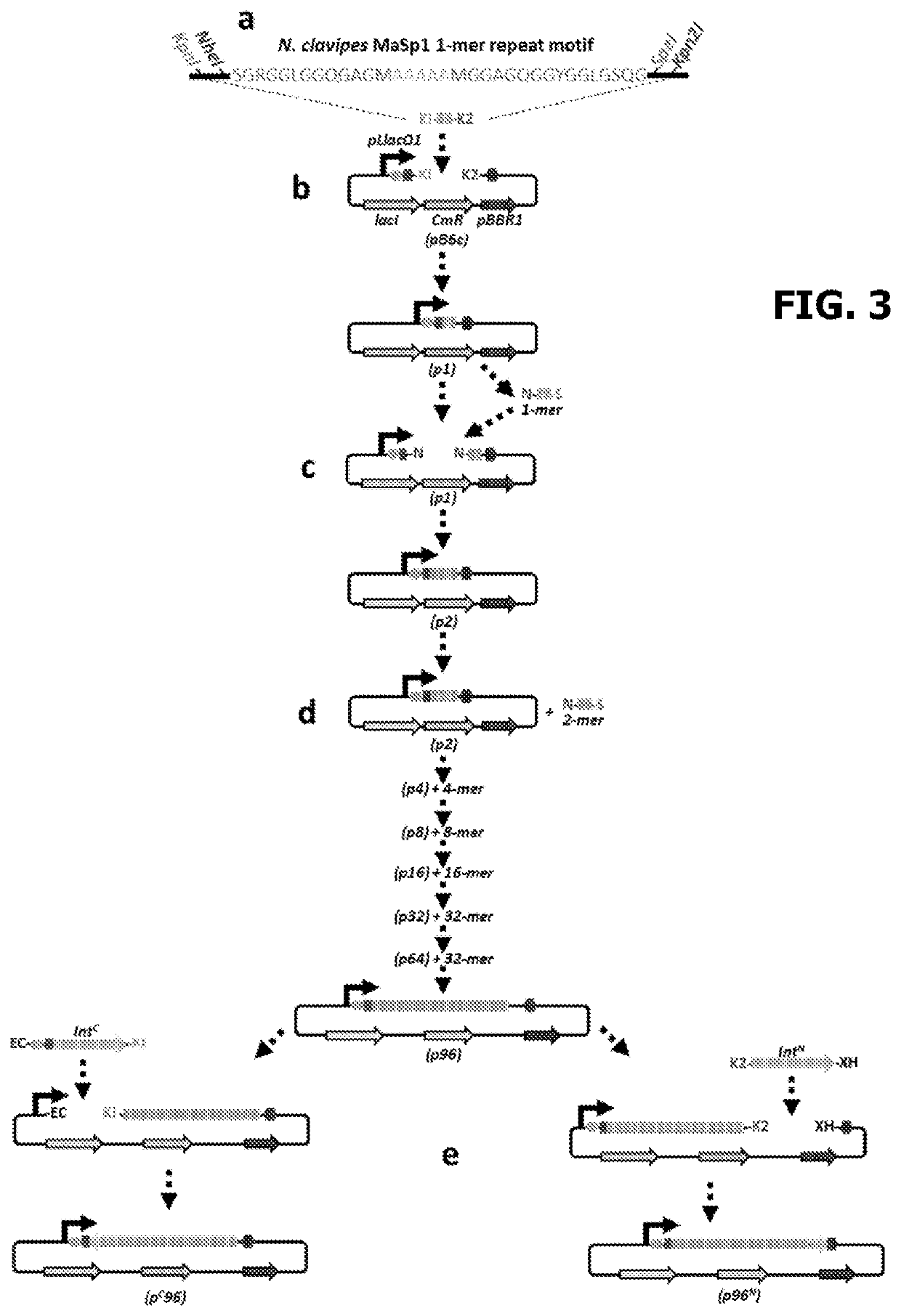 Split intein mediated protein polymerization for microbial production of materials