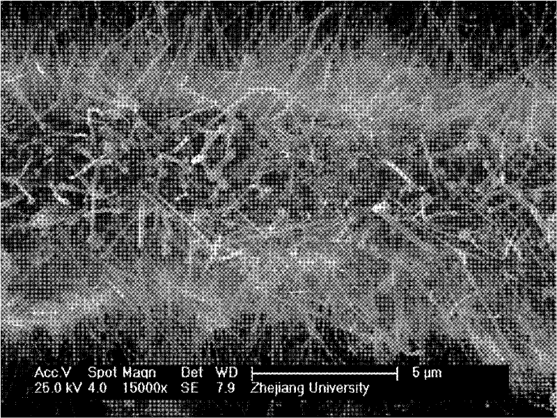 Method for synthesizing silicon carbide nano wire by utilizing plant fiber