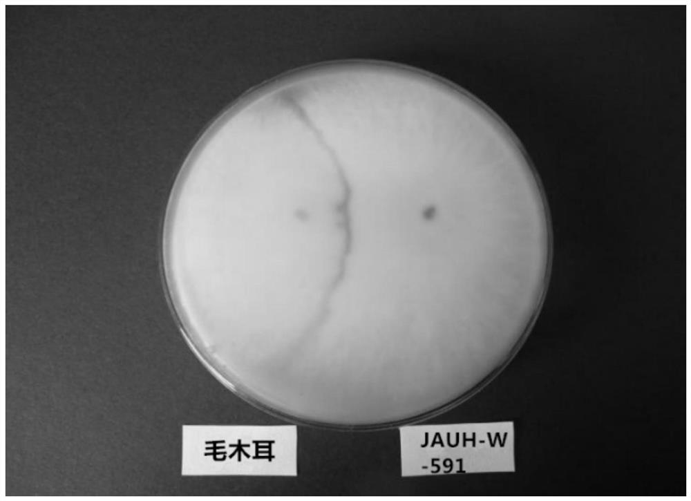 A kind of pure white black fungus strain and its application