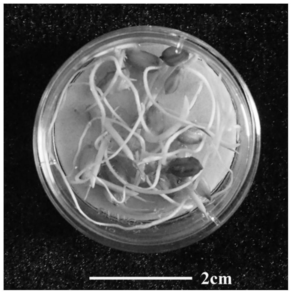 Method for creating mutation of rice seedlings through heavy ion beam radiation