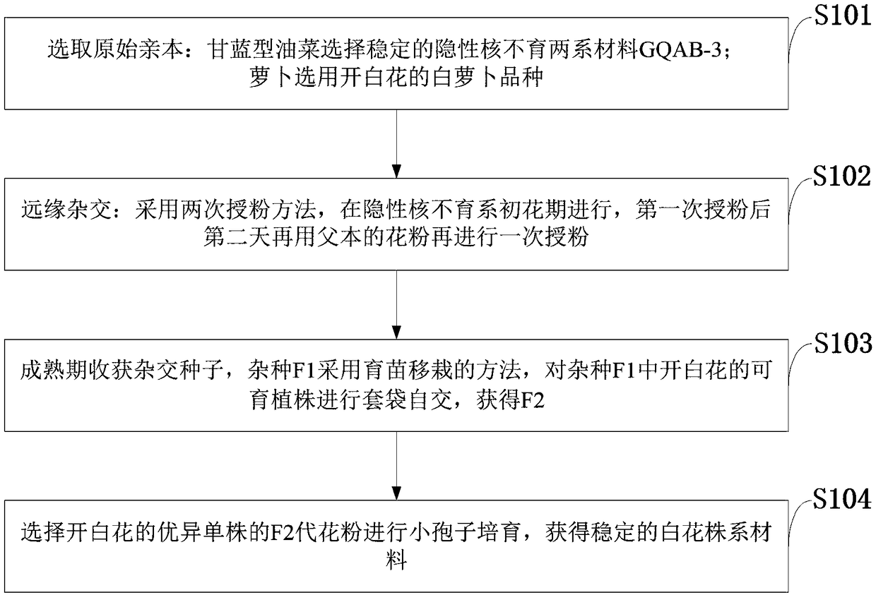 Method for hybrid breeding of white-petal rapeseed through brassica napus recessive GMS line and radish