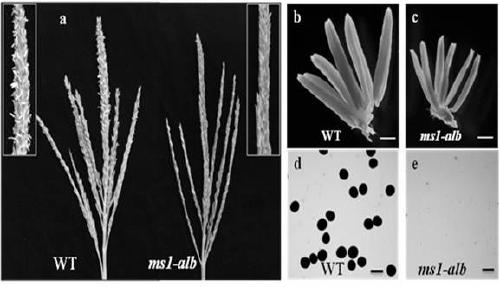 Functional marker of maize recessive nuclear male sterility mutant gene ms1 and applications thereof