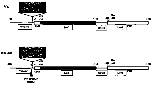 Functional marker of maize recessive nuclear male sterility mutant gene ms1 and applications thereof