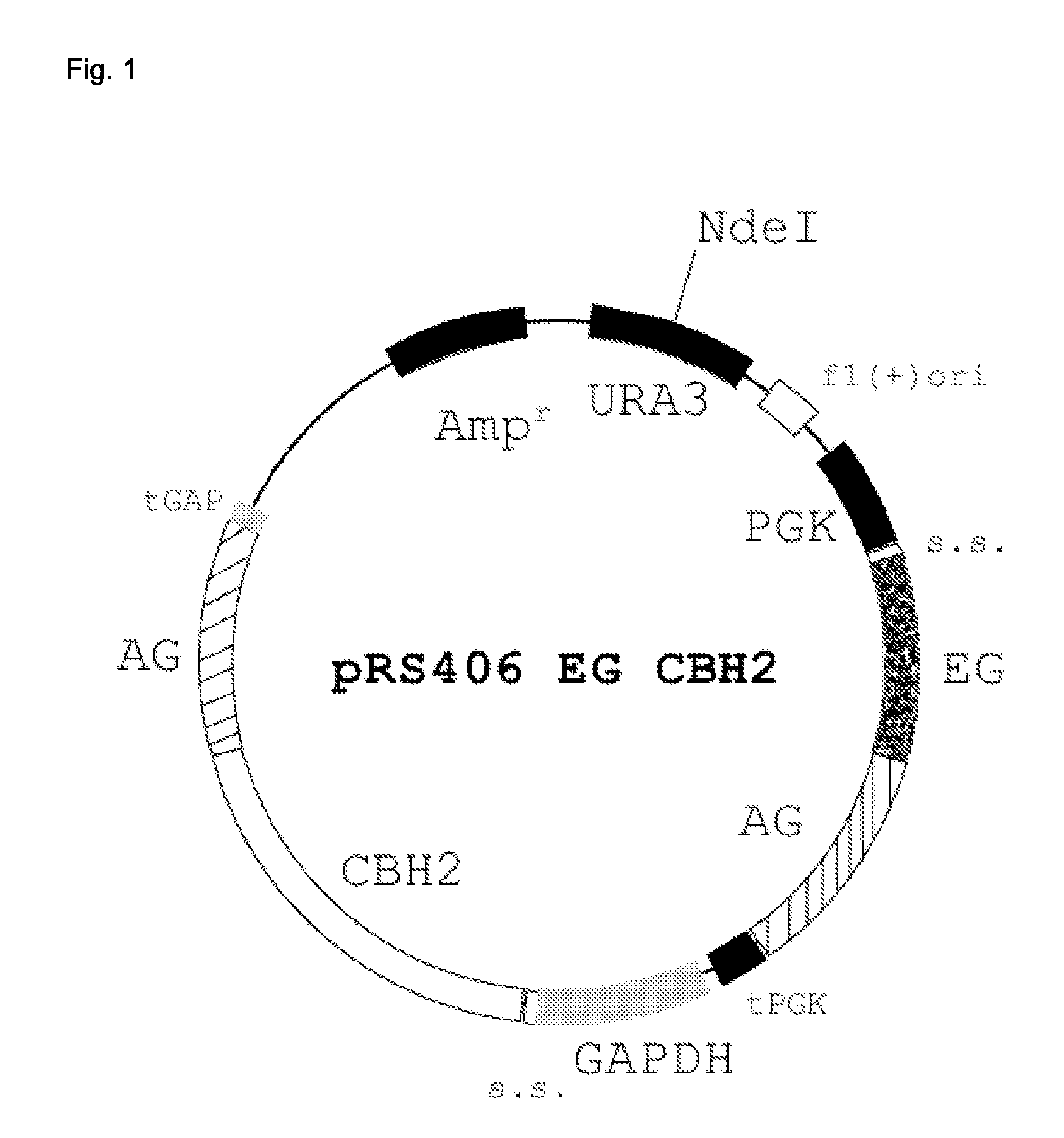 Production and use of yeast having increased cellulose hydrolysis ability