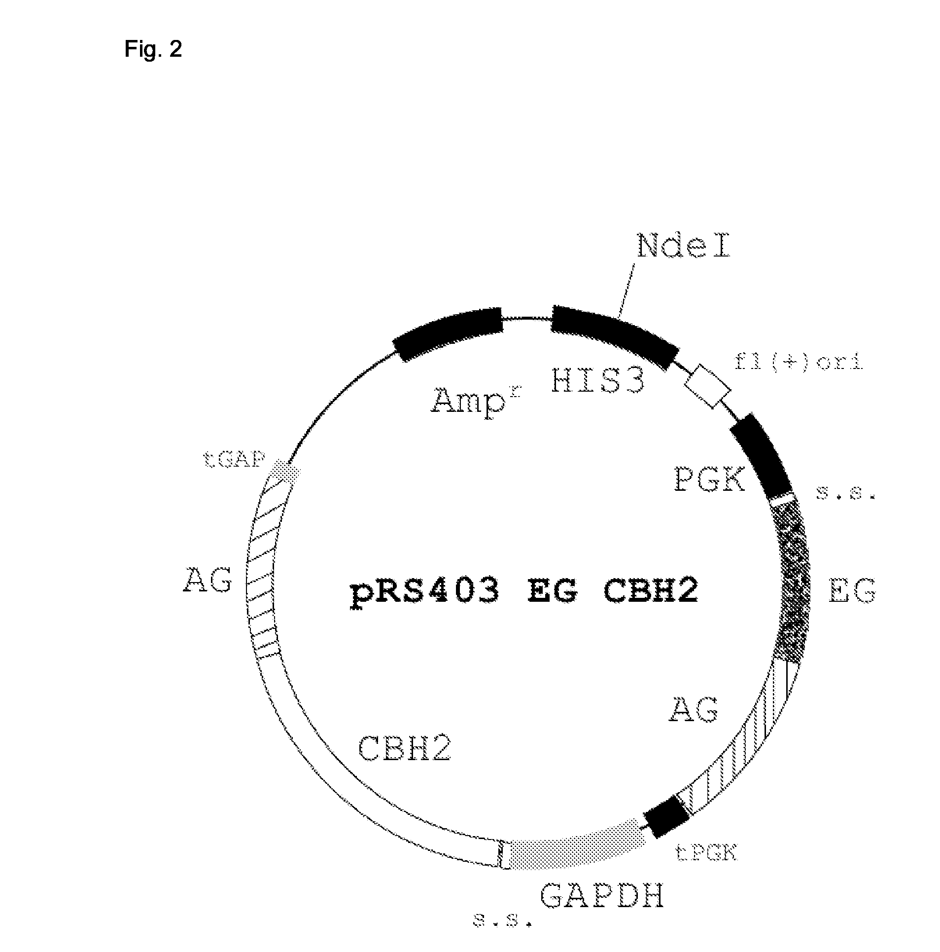 Production and use of yeast having increased cellulose hydrolysis ability