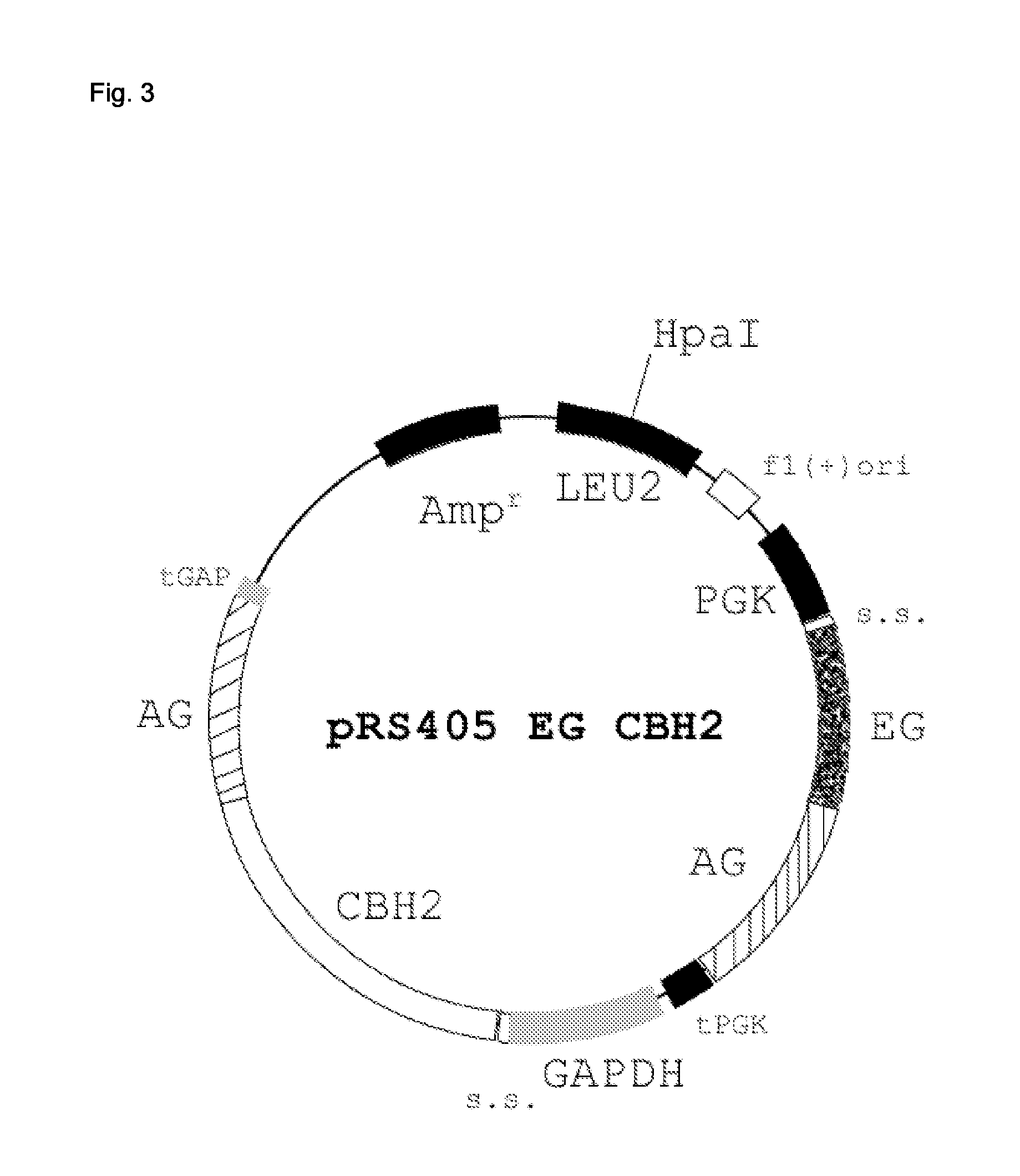 Production and use of yeast having increased cellulose hydrolysis ability