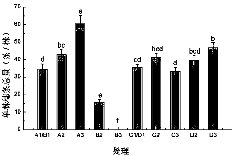 Cunninghamia lanceolata stock plant yield regulation method