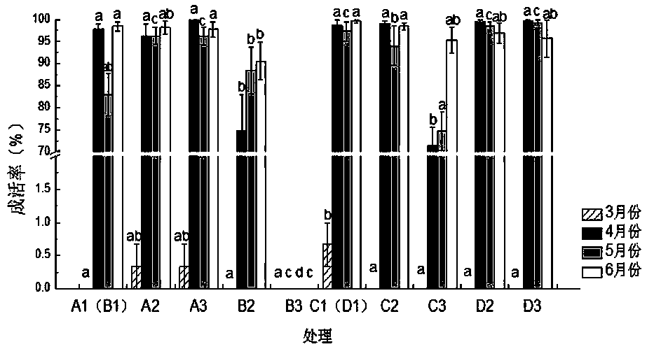 Cunninghamia lanceolata stock plant yield regulation method