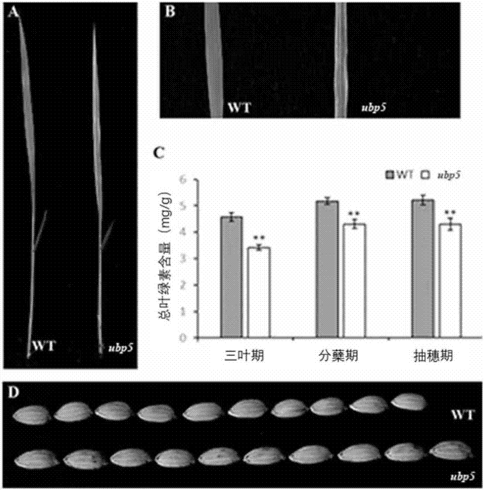 Deubiquitinating enzyme gene UPB5 for regulating and controlling grain shape and leaf color of rice and application thereof