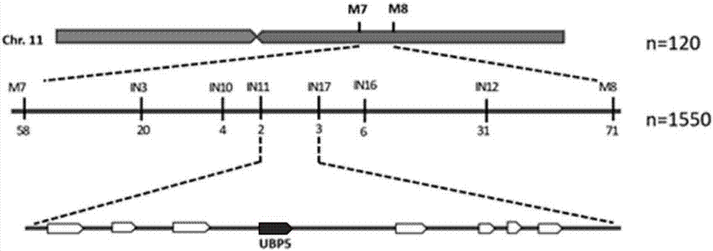 Deubiquitinating enzyme gene UPB5 for regulating and controlling grain shape and leaf color of rice and application thereof