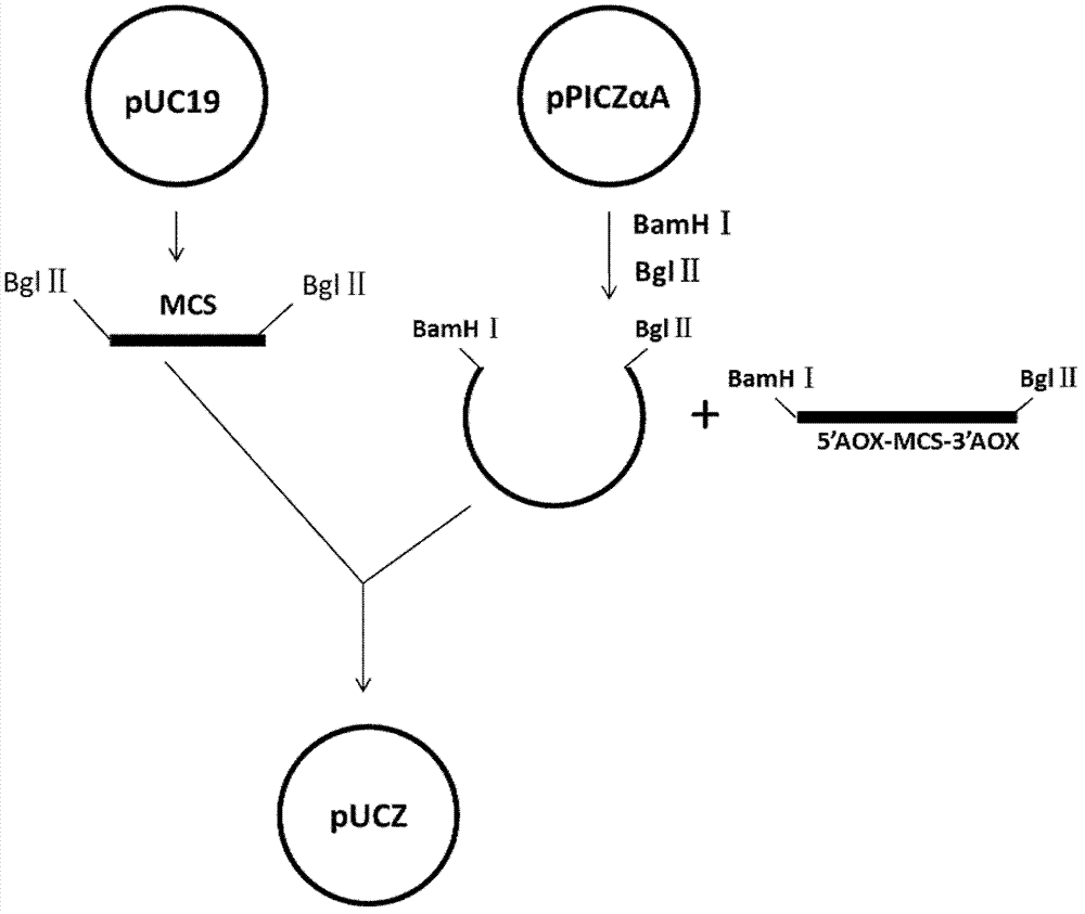 High-efficiency expression method of human interleukin-10 (hIL-10)