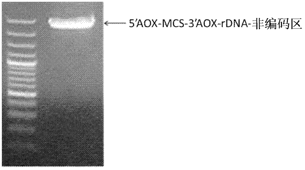 High-efficiency expression method of human interleukin-10 (hIL-10)