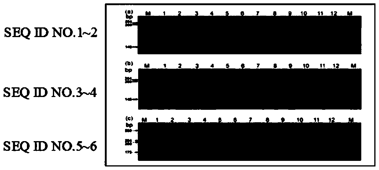 Seed production method of bamboo callus for internal irradiation and chemical mutagenesis fibers