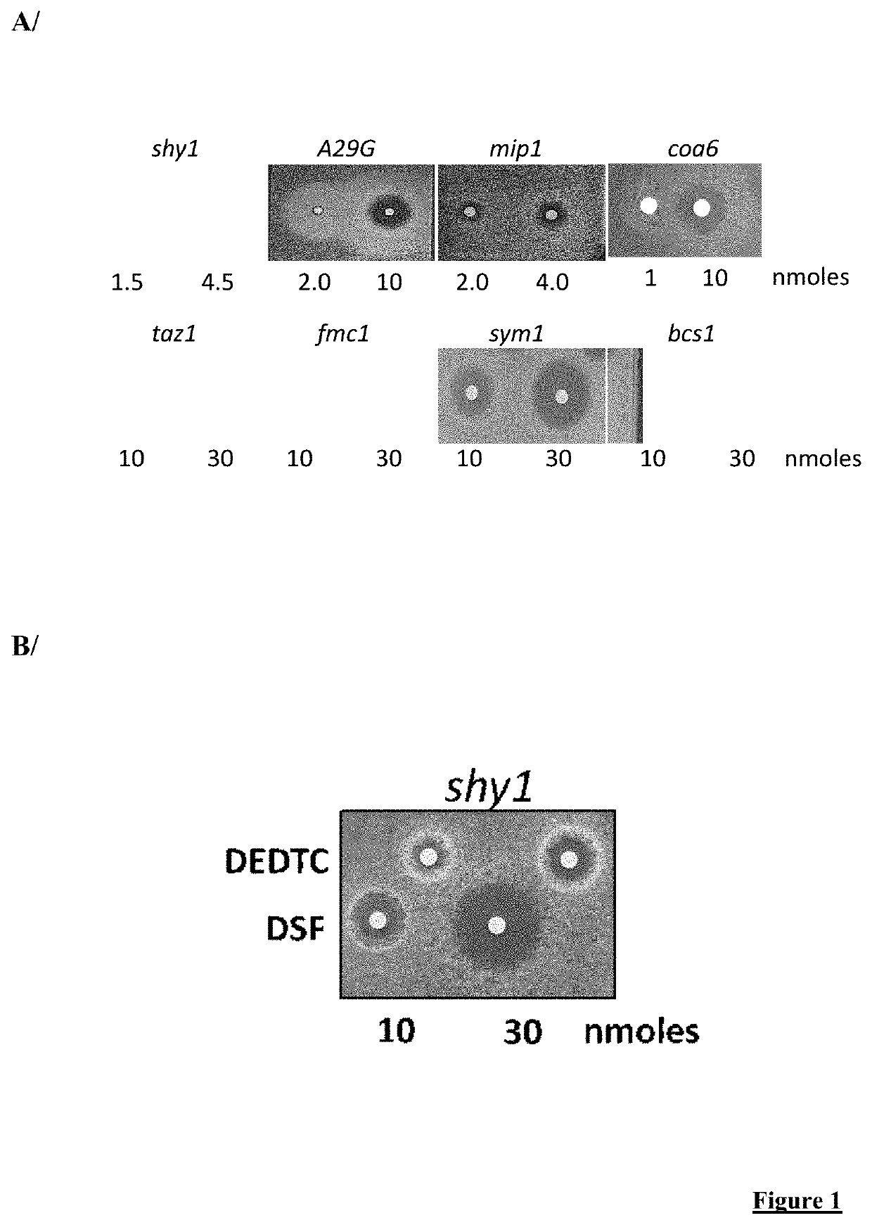 Use of disulfiram or its derivatives for the treatment of mitochondrial diseases or dysfunction