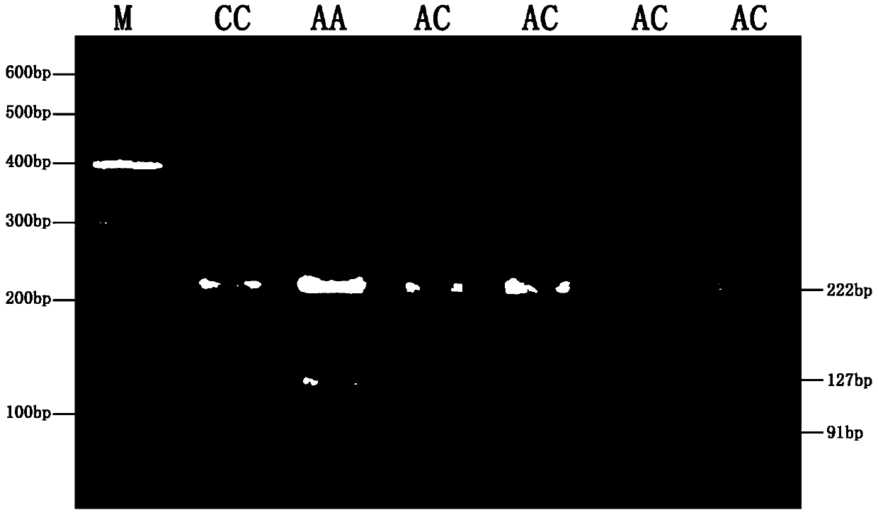 PCR-RFLP (polymerase chain reaction-restriction fragment length polymorphism) method for detecting single nucleotide polymorphism of Pax3 gene of yellow cattle and application of method