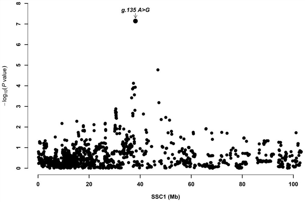 SNP molecular marker related to pig backfat thickness and application thereof