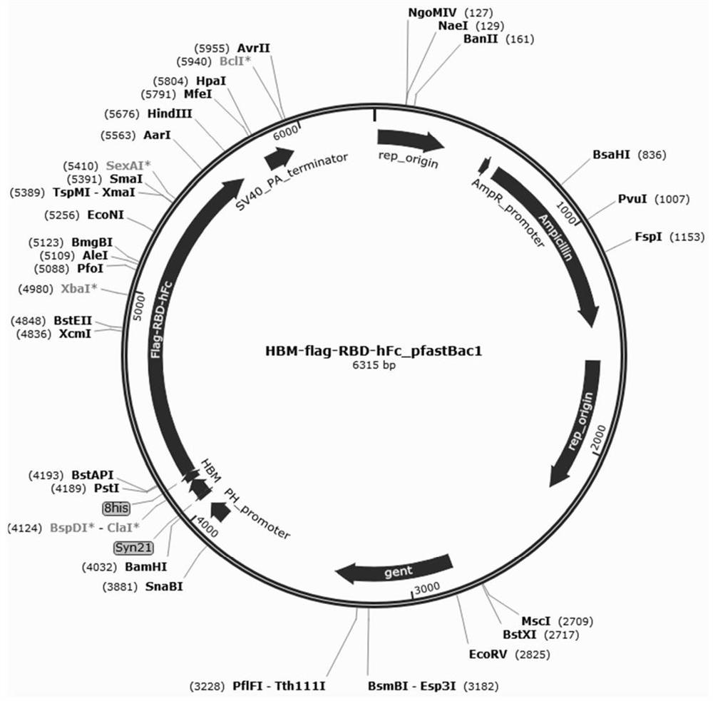 Novel coronavirus RBD fusion protein subunit vaccine as well as preparation method and application thereof