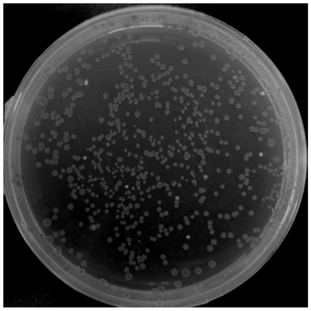 Novel coronavirus RBD fusion protein subunit vaccine as well as preparation method and application thereof