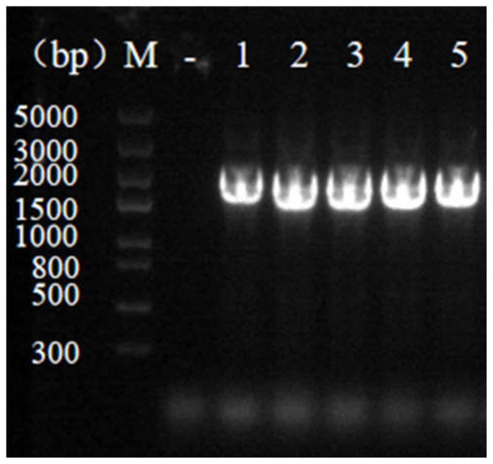 Novel coronavirus RBD fusion protein subunit vaccine as well as preparation method and application thereof