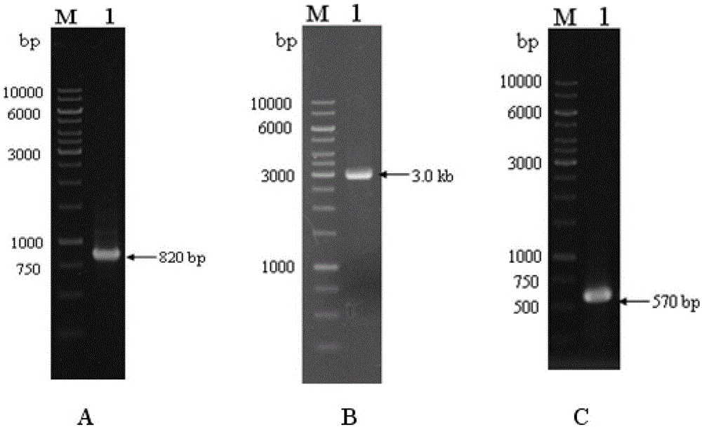 Genetically engineered bacteria highly expressing α-glucosidase and its construction method