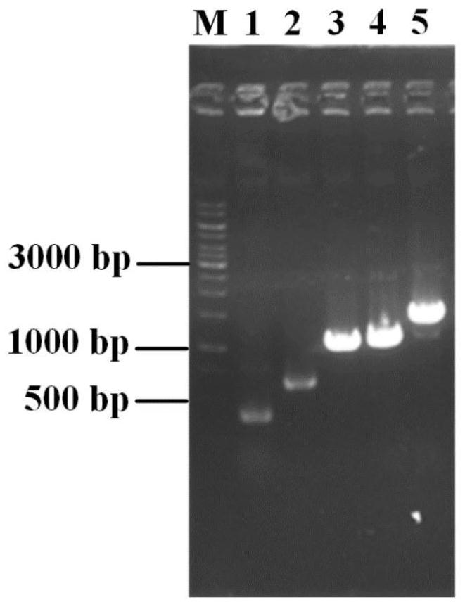 Genetic engineering strain for producing inosine as well as construction method and application thereof