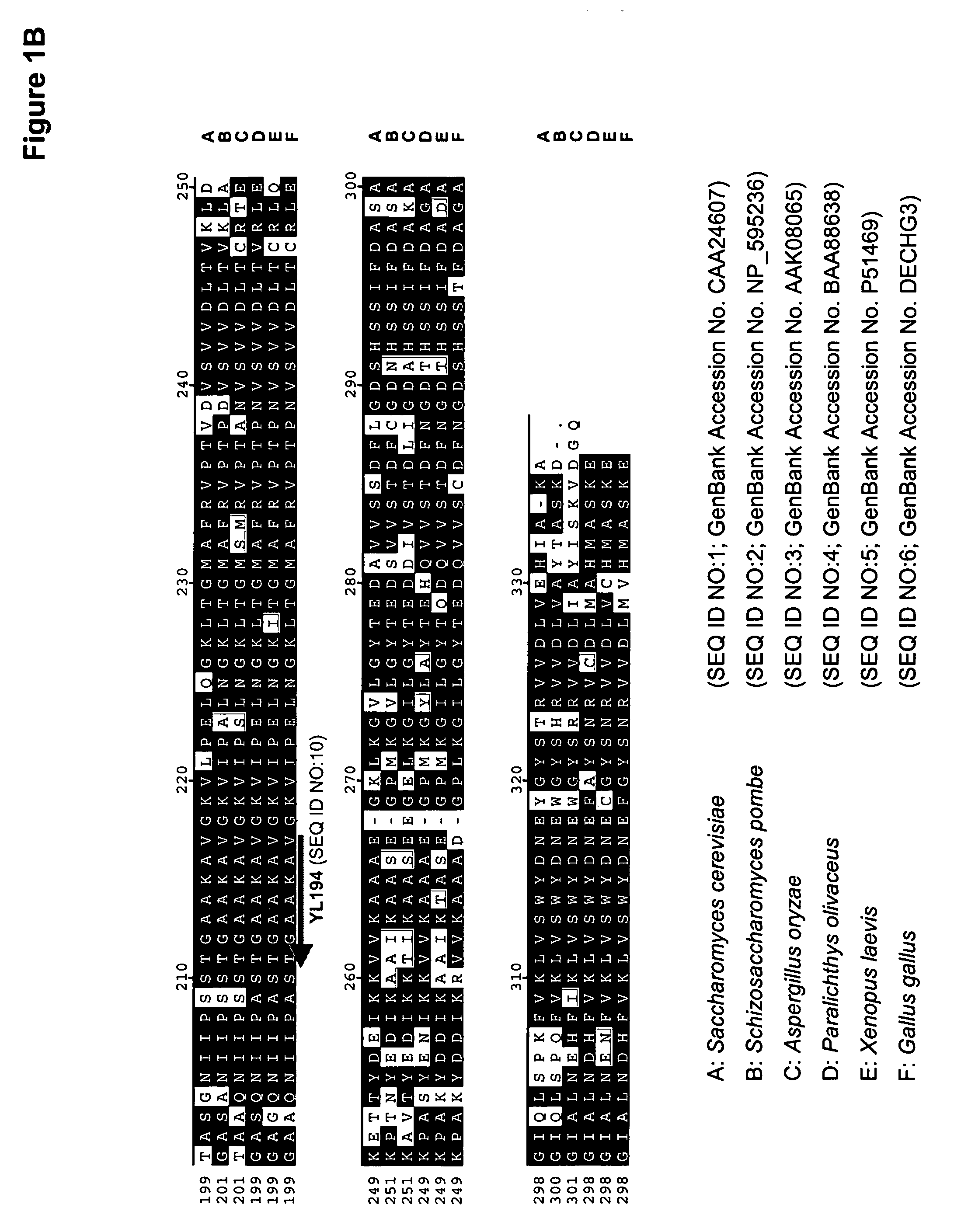 Glyceraldehyde-3-phosphate dehydrogenase and phosphoglycerate mutase regulatory sequences for gene expression in oleaginous yeast