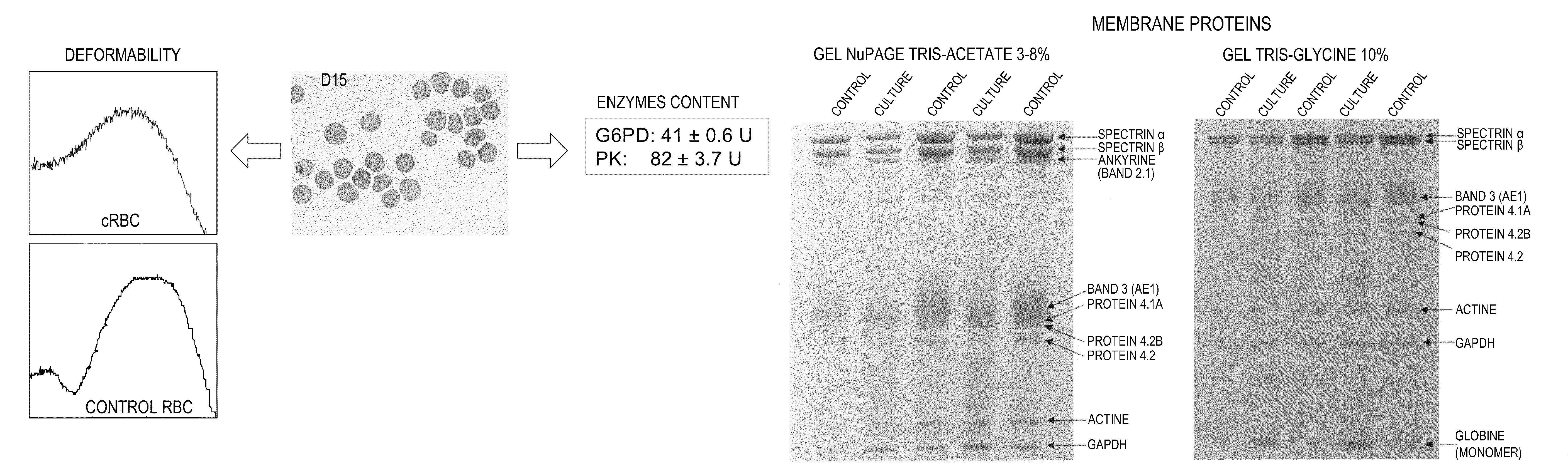 Methods and systems for expanding ac133+ cells and directing differentiation