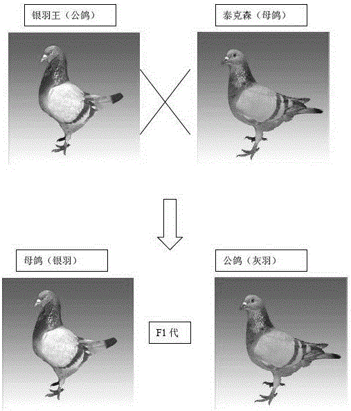 Breeding method of feather color automatic sexing laying pigeons