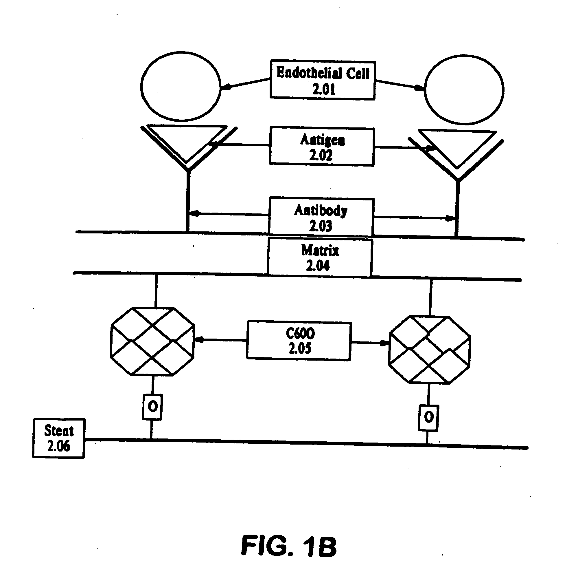 Medical device with coating that promotes endothelial cell adherence and differentiation