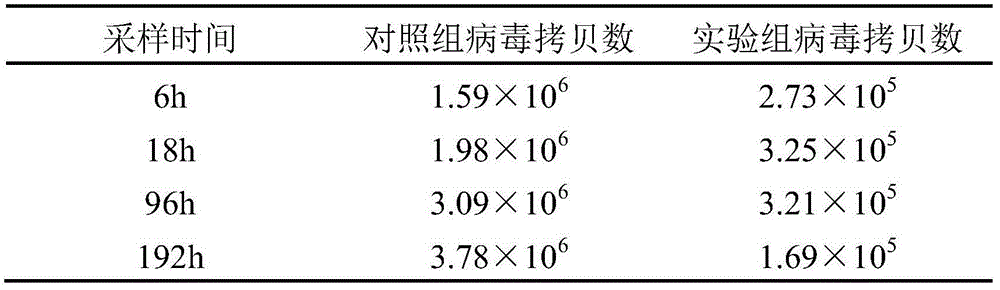 Compound bacterium preparation and application thereof