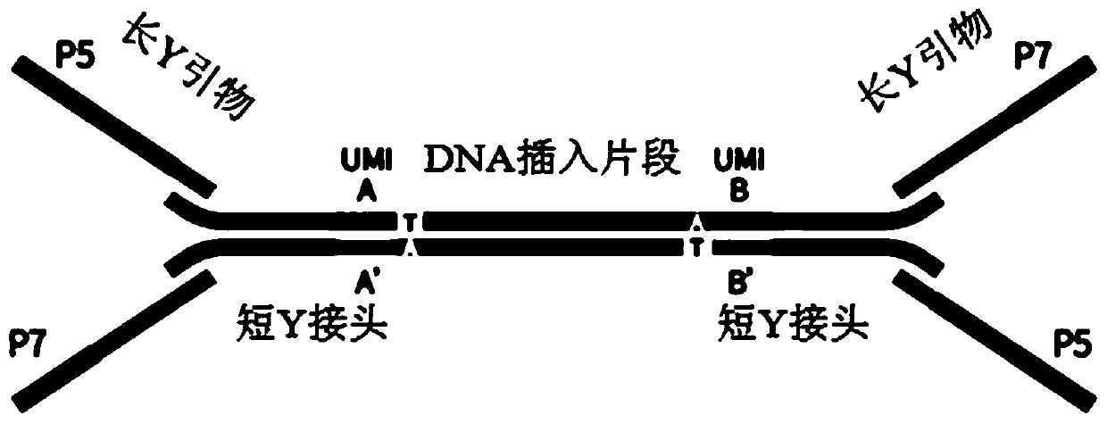 Nucleic acid sequence sequencing linker and method of using same to construct sequencing library