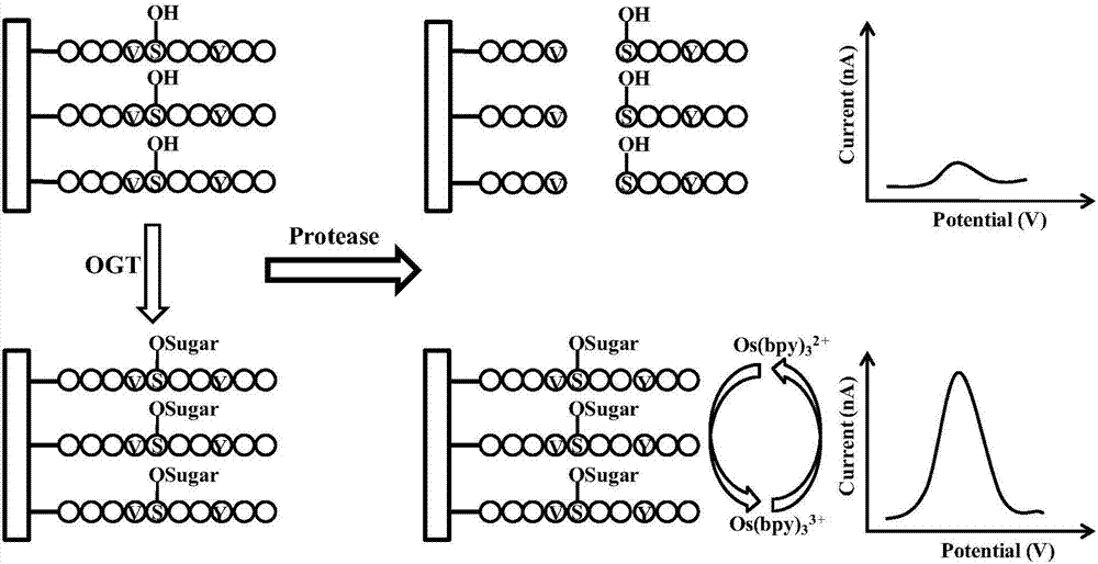 Electrochemical sensing detection method of protein O-GlcNAc glycosyltransferase activity
