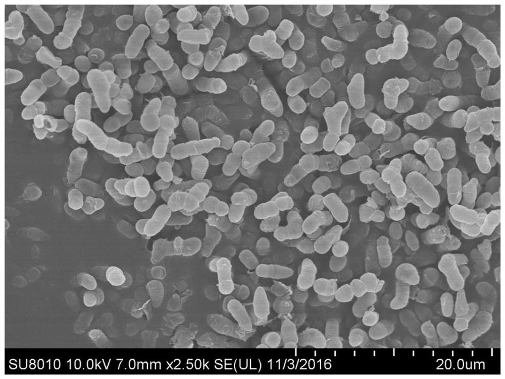 A kind of potato endophyte and its application