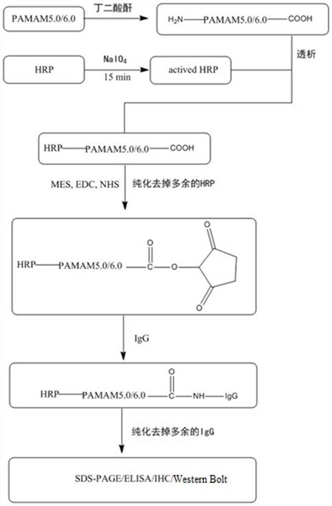 Application of pamam in preparation of reagents for immunoassay