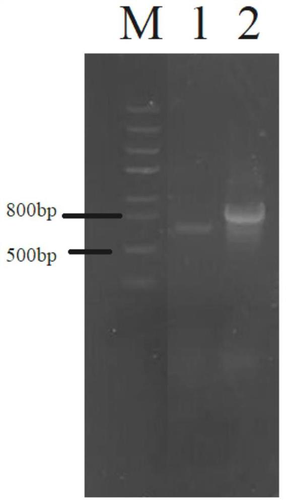 Lysosome and holin composition for resisting salmonella phage expression, preparation method thereof and application of lysosome and holin composition