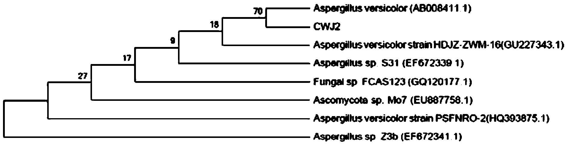 Aspergillus versicolor strain with antibacterial activity