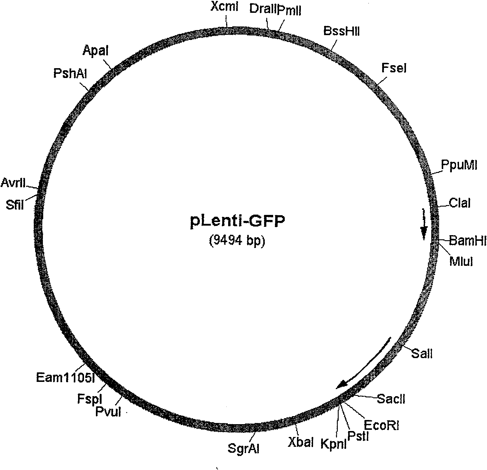 Defected slow virus vector derived from HIV-1 virus