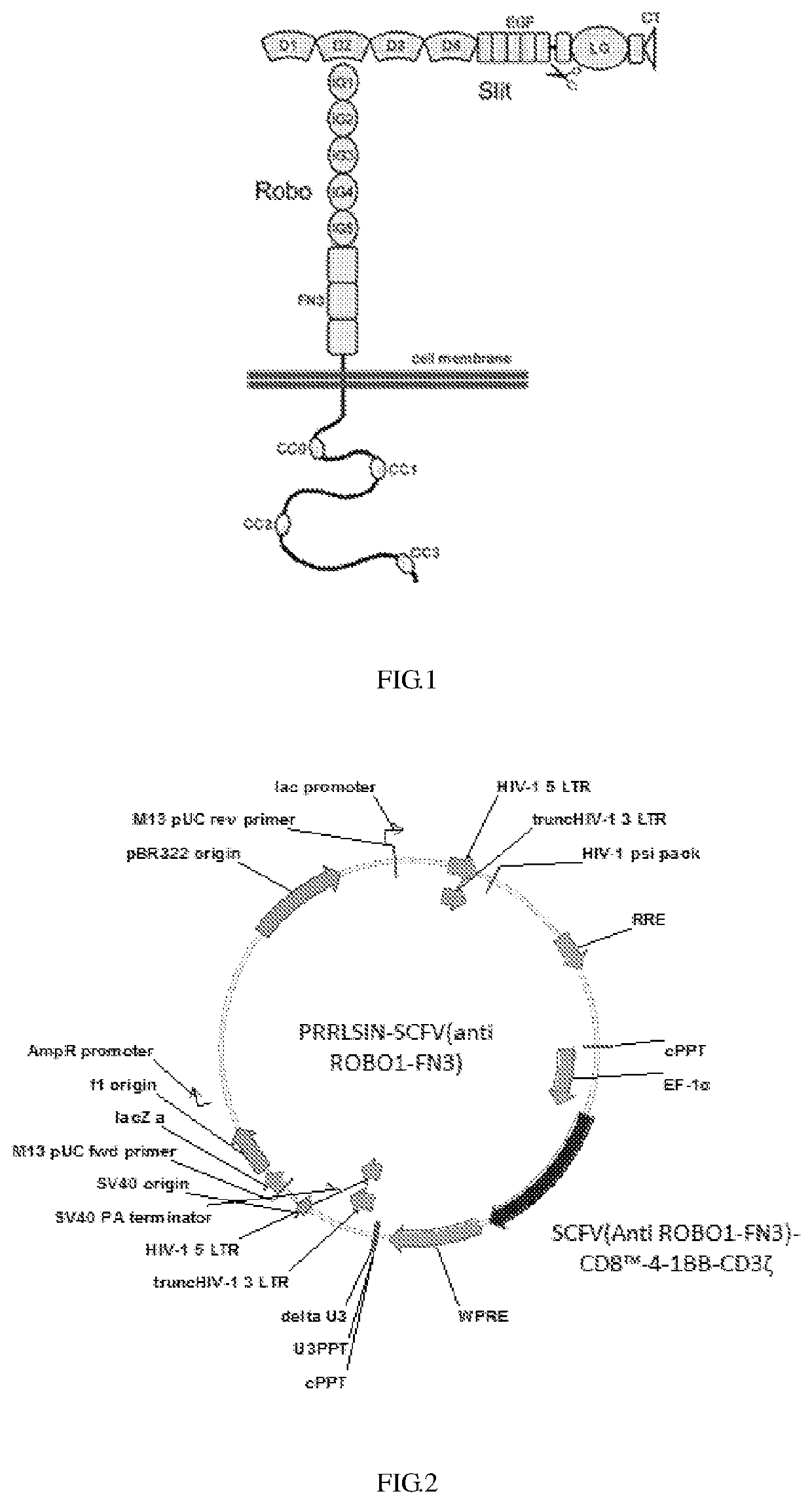 Anti-ROBO1 CAR-T cell, and preparation and application thereof