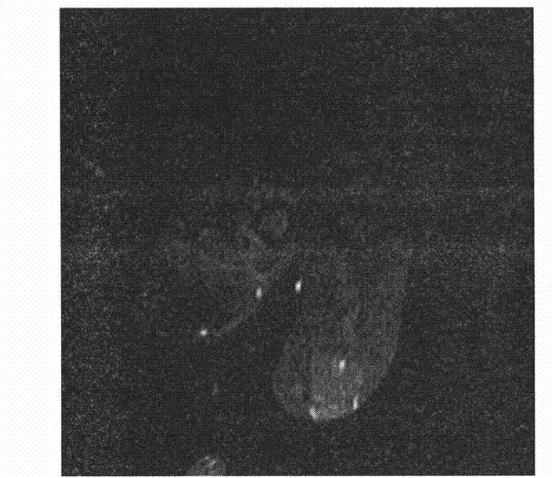 Polysaccharide macromolecular paramagnetic metal complex and synthesis method and application thereof