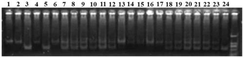 Molecular marker R061007 closely linked with rice blast resistance gene Pi2 and applications thereof