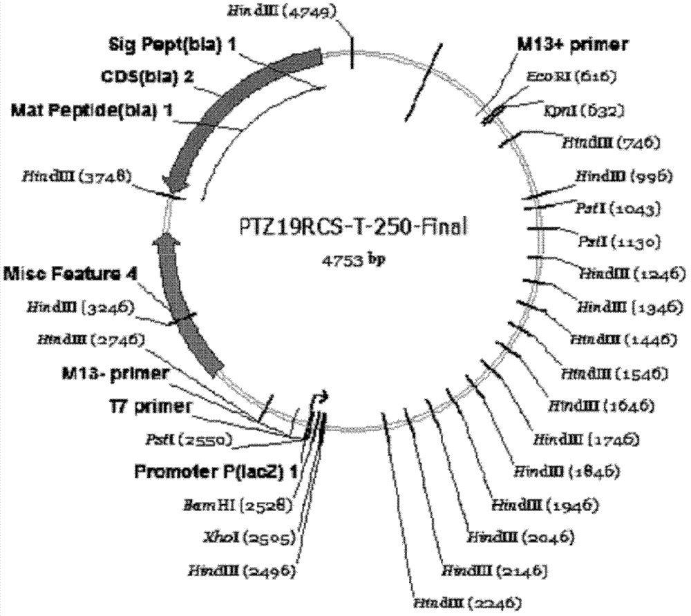 Method for preparing DL2000 DNA molecular weight marker as well as product and applications thereof