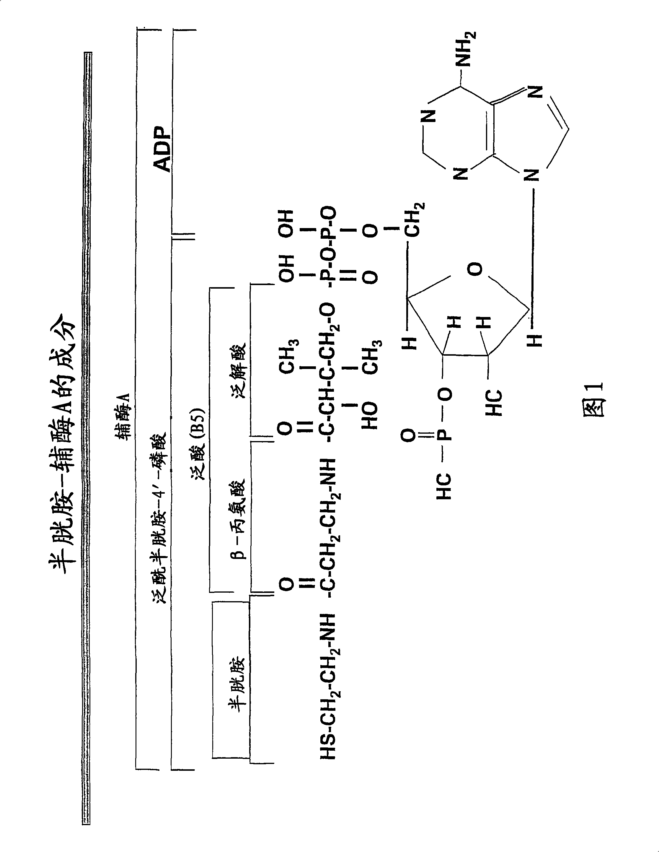 Materials and methods for treating viral infections with a cysteamine compound