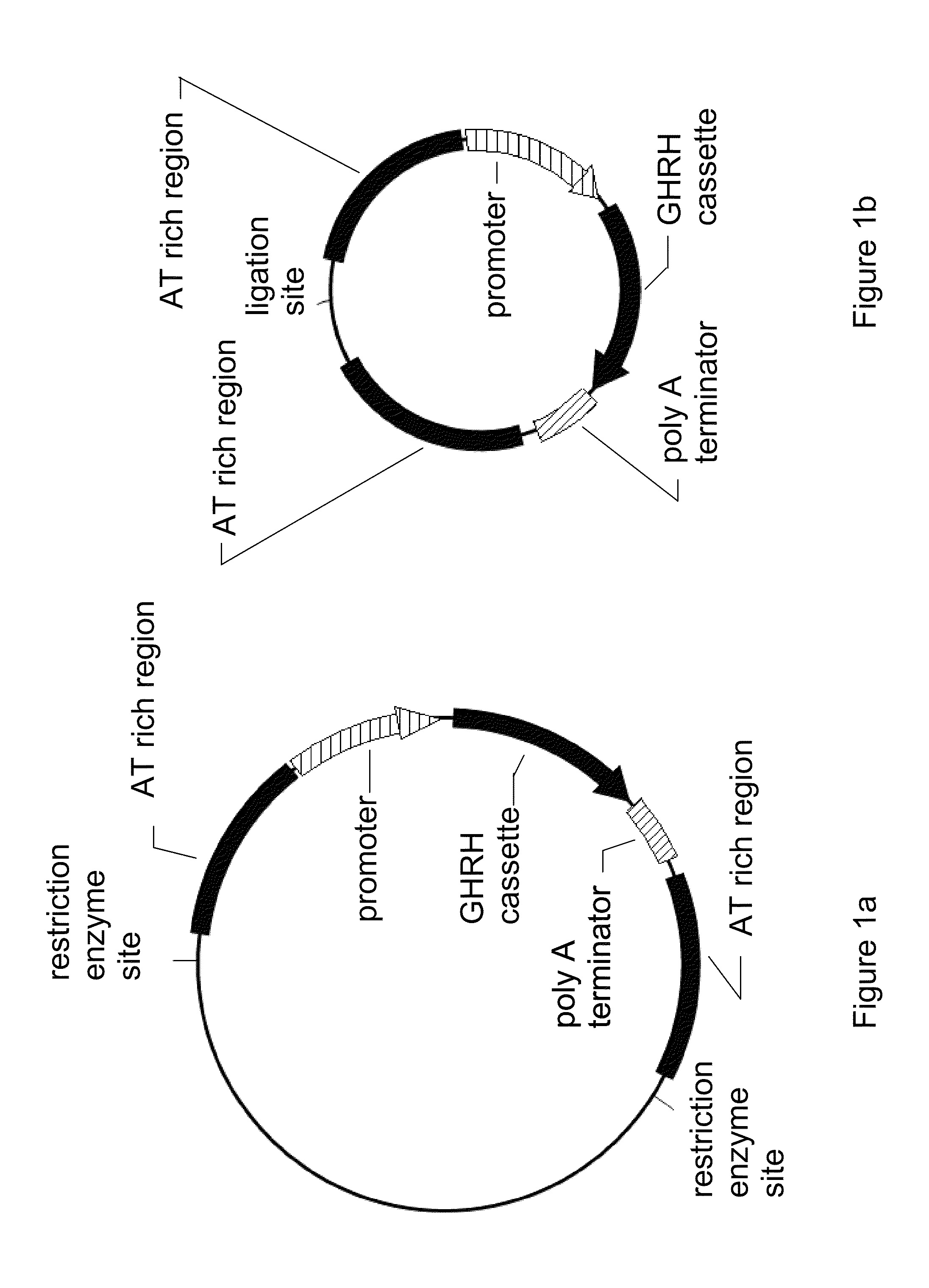 Methods and compositions for gene therapy and GHRH therapy