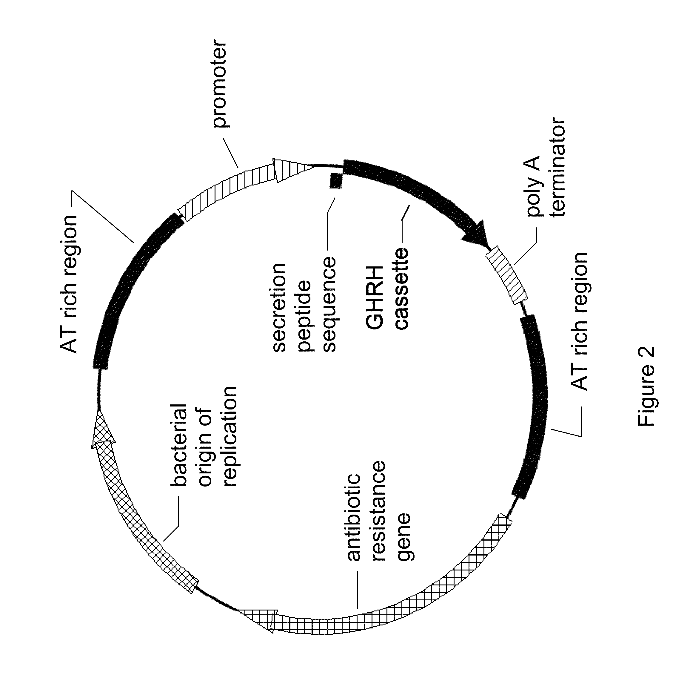 Methods and compositions for gene therapy and GHRH therapy