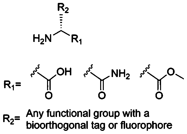 Antibacterial drug sensitivity test detection method based on fluorescent D-type amino acid metabolism marker