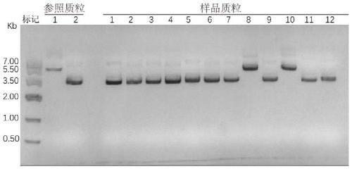 Truncated variant of CRISPR nuclease SpCas9 of streptococcus pyogenes and application of truncated variant