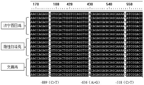 Molecular marking method for two mutation loci in 5' regulatory region of chicken MMP-11 gene and application in breeding of chicken sexual precocity traits